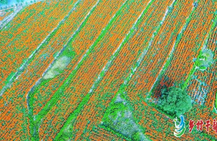 甘肅省崇信縣柏樹(shù)村300畝萬(wàn)壽菊喜變“金草藥”