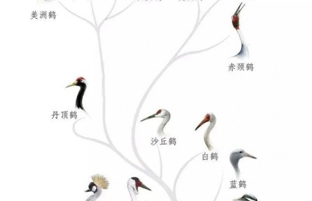 物種故事 | 全球15種鶴，9種的故鄉(xiāng)在中國