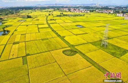 中西方豐收節(jié)有何文化共性？