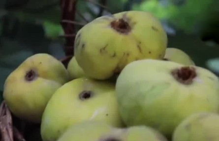 豐收中國(guó)·新疆阿圖什：無(wú)花果迎豐收 現(xiàn)代物流+冷鏈助力無(wú)花果遠(yuǎn)銷(xiāo)全國(guó)