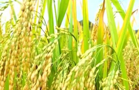 豐收中國·云南廣南：“八寶米”喜獲豐收 標(biāo)準(zhǔn)化生產(chǎn)帶動(dòng)增收