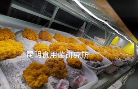昆明食用菌研究所赴陜西柞水開展金耳栽培技術服務