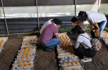 昆明食用菌研究所云南省重大專項子課題中期進度評估及技術(shù)服務(wù)工作