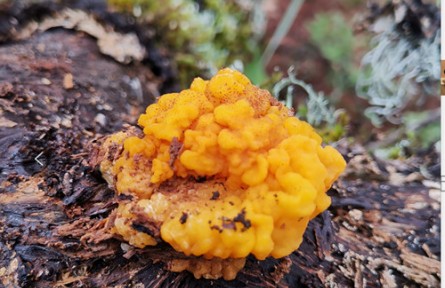 云南省食用菌產(chǎn)業(yè)發(fā)展研究院完善我國食用菌種質(zhì)資源庫建設(shè)新進展