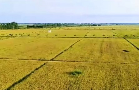 第28屆楊凌農高會 陜西楊凌示范區(qū)：育良種 保糧安