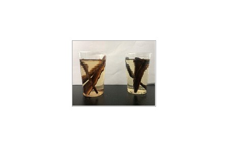 63、成果名稱：靈芝子實(shí)體汽爆飲片茶加工技術(shù)