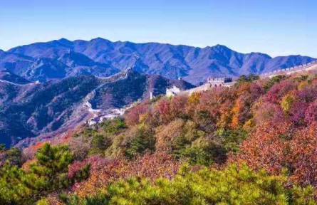 北京：八達(dá)嶺長城秋色醉美