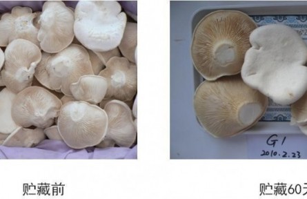 19、成果名稱：食用菌貯運(yùn)保鮮技術(shù)