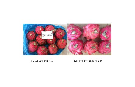 11、成果名稱：火龍果貯藏保鮮關(guān)鍵技術(shù)
