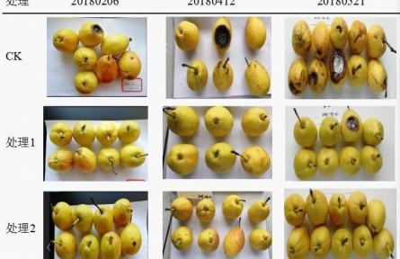 3、成果名稱：梨貯運品質(zhì)質(zhì)量控制關鍵技術