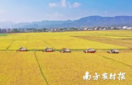 美“稻”了！廣東絲苗米喜豐收
