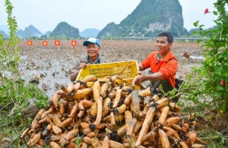 前三季度廣東第一產(chǎn)業(yè)固定投資同比增長近五成，八大舉措擴大有效投資