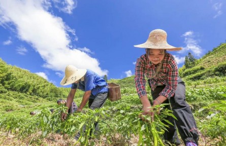 安徽歙縣長(zhǎng)陔鄉(xiāng)：高山辣椒豐收季 農(nóng)民采收分外忙