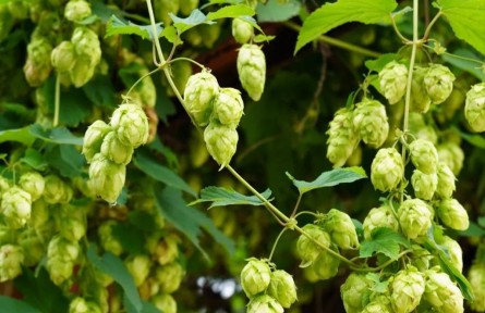 物種故事 | 啤酒花：啤酒苦不苦，我說了算