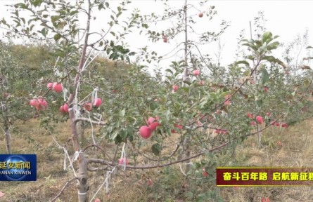 陜西延安：蘋(píng)果迎豐收 果農(nóng)銷售忙