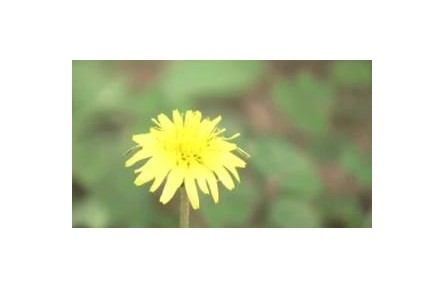 夏末秋初花粉過敏高發(fā) 誰是罪魁禍首？