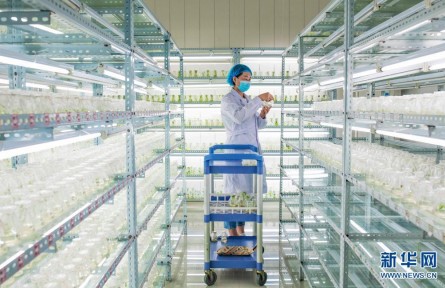 內蒙古烏蘭察布：馬鈴薯種薯繁育忙