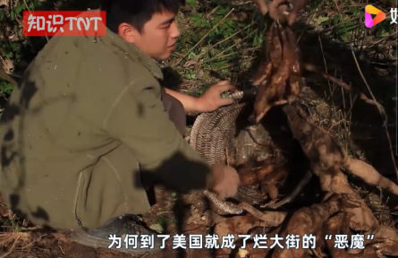 “亞洲人參”葛根在美國泛濫成災(zāi)，為何他們寧愿花錢清理也不吃？