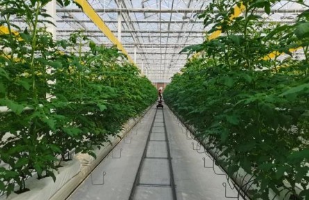 加快推進(jìn)設(shè)施種植機(jī)械化，山東這樣干
