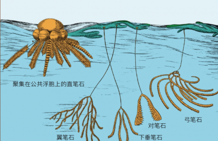 科普知識 | 這種動物愛“涂鴉”，還能發(fā)現(xiàn)大油田？