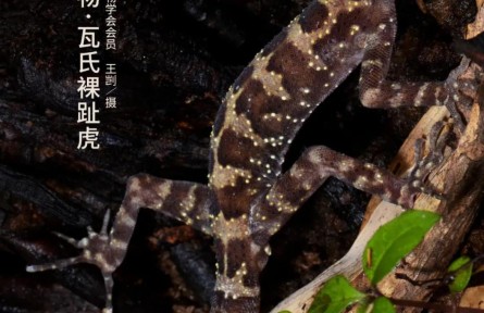 物種故事 | 瓦氏裸趾虎：雖然不會爬窗戶，可我長得萌?。?></a></td>
<td align=
