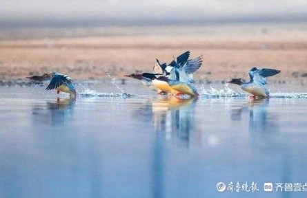 “鳥(niǎo)類活化石”中華秋沙鴨新年現(xiàn)身山東郯城