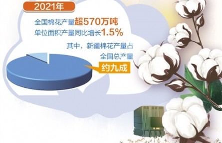 主產(chǎn)區(qū)3000多萬(wàn)畝棉花已被陸續(xù)收購(gòu)——棉花量穩(wěn)質(zhì)升 種棉收益增長(zhǎng)