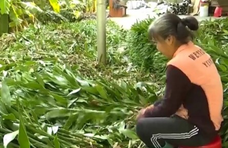 海南?？谙虂泶澹焊毁F竹鋪就致富路 村民生活節(jié)節(jié)高