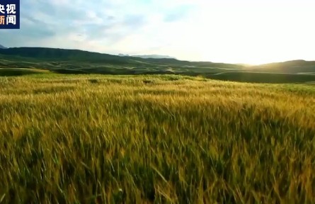2021年新疆棉花質(zhì)量效益雙提升 總產(chǎn)量占全國(guó)近九成