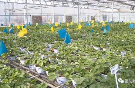 青?；ブ焊咴葺N植帶動(dòng)農(nóng)民增收致富