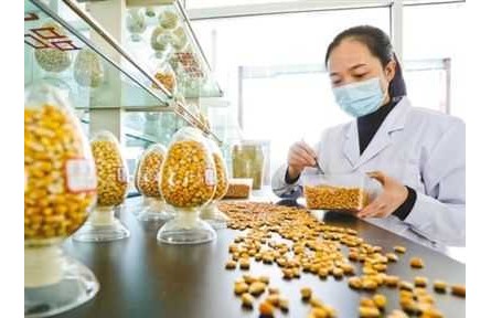 “中國糧主要用中國種”，為糧食安全筑牢種業(yè)基石