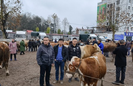 基層干部代祥飛：“一個(gè)猛子”扎進(jìn)養(yǎng)牛產(chǎn)業(yè)