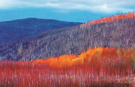 物種故事 | 鉆天柳：夏綠冬紅的我，是冰雪世界中亮麗的風(fēng)景