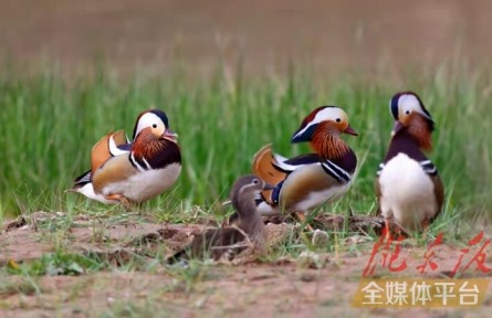 鴛鴦小知識：怎么分辨雌雄，在哪棲息，以何為食
