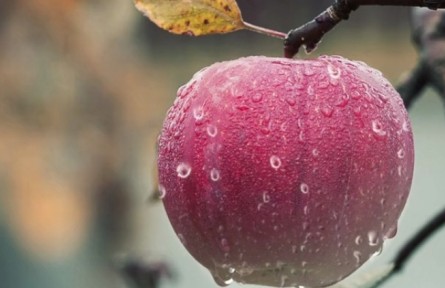 蘋果樹發(fā)生老翹皮、腐爛病應(yīng)如何處理？