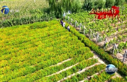 天津：高起點(diǎn)實(shí)施種業(yè)振興行動(dòng) 把飯碗牢牢端在自己手里