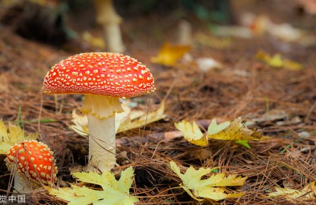 辟謠 | 關(guān)于毒蘑菇的五種錯誤說法 你信不信？