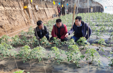 遼寧省農(nóng)業(yè)科學(xué)院科技共建蔬菜團隊到鐵嶺、撫順開展技術(shù)服務(wù)