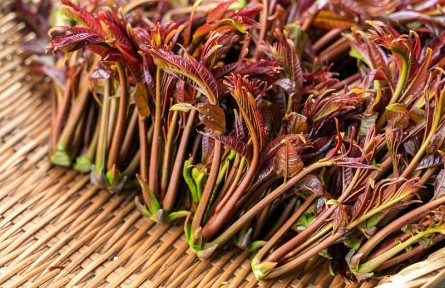 香椿美味營養(yǎng)好卻含有亞硝酸鹽？ 吃香椿前，千萬別忘記這一步