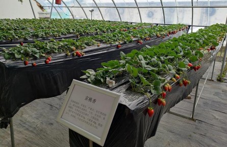 北京昌平86個草莓品種進行試種篩選，豐富品類助農(nóng)增收