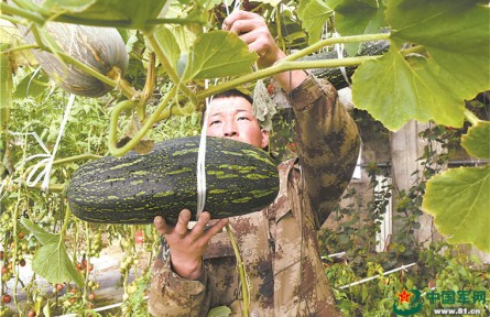 餐桌天天“見(jiàn)綠”，我軍高原部隊(duì)鮮菜保障能力大幅提升