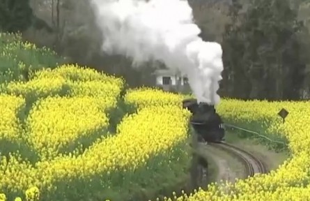 四川：春日里的嘉陽(yáng)小火車(chē)