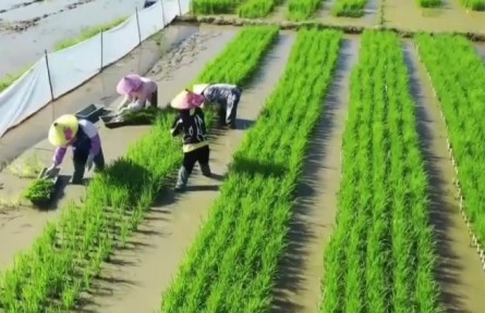 海南多措并舉激發(fā)農戶種糧積極性 全省早稻插秧面積超100萬畝 海南網(wǎng)絡廣播電視臺