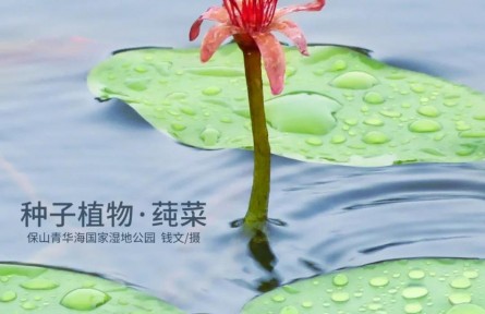 物種故事 | 莼菜：吃野生的我是違法的！