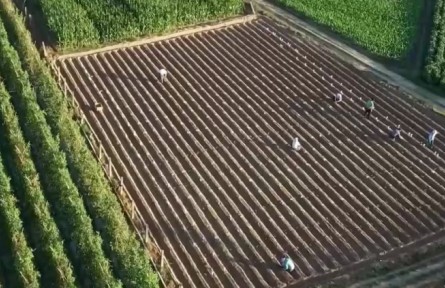 農業(yè)農村部：國家級育制種基地增加到216個