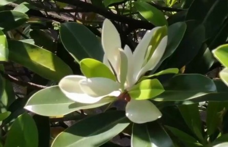 難得一見(jiàn)！這株極危物種30多年來(lái)第一次開(kāi)花