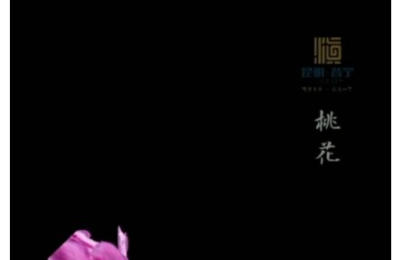 延時攝影！花與春天撞了個滿懷