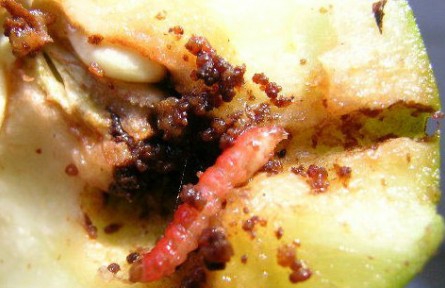 梨小食心蟲迷向絲，讓果樹“心病”有的治