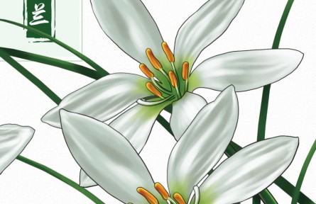 物種故事 | 蔥蘭：形似小蔥，翠葉白花，它開(kāi)出了人間煙火的浪漫
