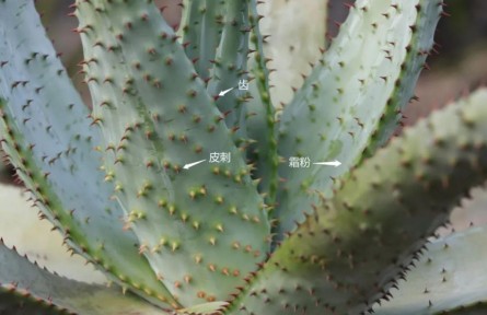 物種故事 | 蘆薈：你，學(xué)“薈”了么？